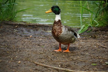 Male duck, Milton country park, Cambridge