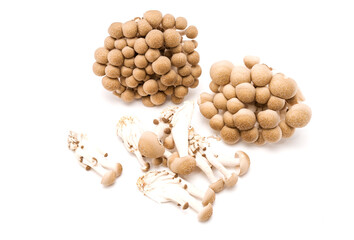 Brown shimeji mushroom isolated on white background. Japanese food