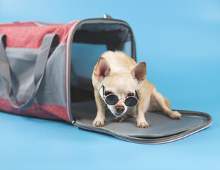brown chihuahua dog wearing sunglasses sitting in front of traveler pet carrier bag on blue background, isolated. Safe travel with animals.