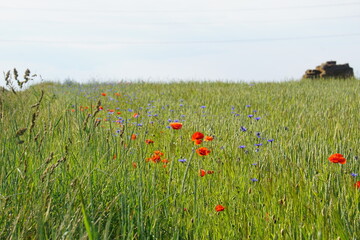 Meadow, wildflowers, poppies, cornflowers, polish fields, Witków, Lower silesia, Poland, June 2022