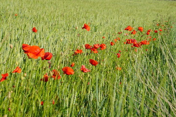Meadow, wildflowers, poppies, cornflowers, polish fields, Witków, Lower silesia, Poland, June 2022
