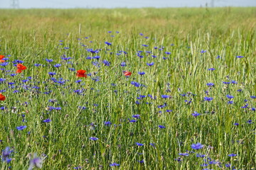 Meadow, wildflowers, poppies, cornflowers, polish fields, Witków, Lower silesia, Poland, June 2022