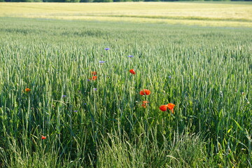Meadow, wildflowers, poppies, cornflowers, polish fields, Witków, Lower silesia, Poland, June 2022