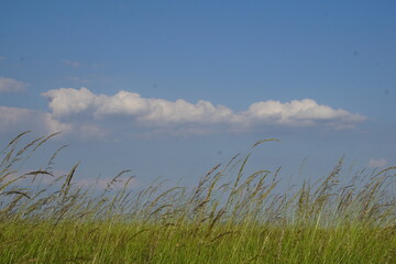 grass and sky, polish village, June 2022
