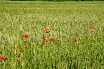 Meadow, wildflowers, poppies, cornflowers, polish fields, Witków, Lower silesia, Poland, June 2022