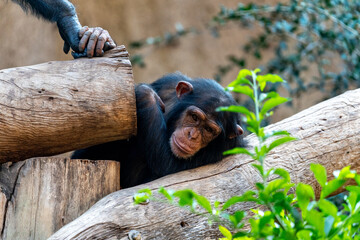 monkey