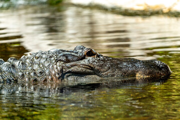crocodile