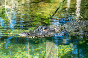 crocodile