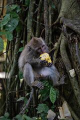 Funny monkeys eating corn in the Monkey Forest, Ubud, Bali, Indonesia