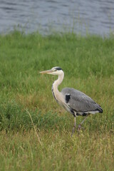 Obraz premium A big grey heron