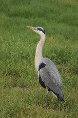 Obraz premium A big grey heron