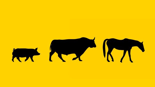 Walking horse, bull and pig: animation on the yellow background (seamless loop)