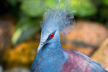Victoria crowned pigeon (Goura victoria) in Kuala Lumpur birds park, Malaysia