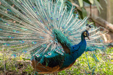 Obraz premium Peacock's head close up in the Kuala Lumpur birds park