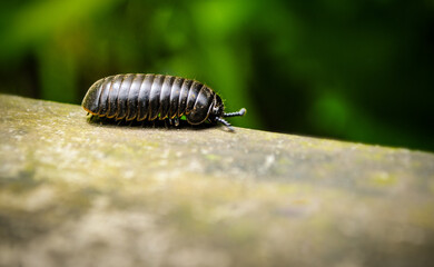 macro of a woodlouse 