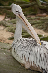 Pelican head close up in the Kuala Lumpur Birds Park, Malaysia