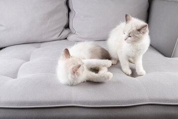 Kittens playing on the couch