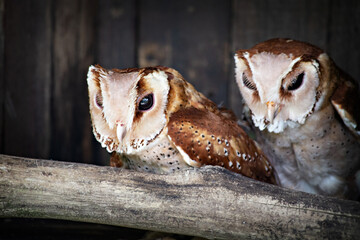  Funny sleepy owl in Kuala Lumpur birds park, Malaysia