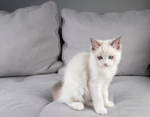 Kitten on the couch.