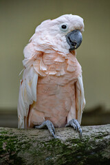 Pink cute cockatoo parrot in the Kuala Lumpur Birds park, Malaysia