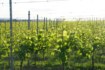 Vineyard in Bagieniec, Lower silesia, Poland, Photographed in June 2022 © Paulina
