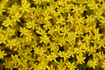 Sedum acre auf einem Sandmagerrasen in Brandenburg	