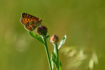 Wegerich-Scheckenfalter (Melitaea cinxia) und Gartenlaubkäfer (Phyllopertha horticola)	
