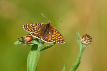 Wegerich-Scheckenfalter (Melitaea cinxia) und Gartenlaubkäfer (Phyllopertha horticola)	
