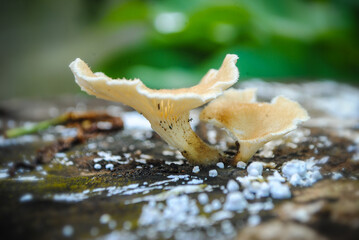 mushroom on the tree