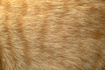 Red and white cat hair close up. - Powered by Adobe