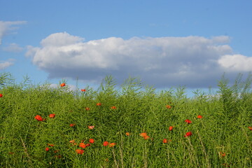 Poppies, meadow, polish fields, Lower silesia, summer 2022 Maki i habry na polu, dolnyslask, lato 2022 © Paulina