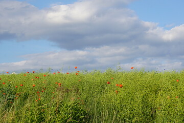 Poppies, meadow, polish fields, Lower silesia, summer 2022 Maki i habry na polu, dolnyslask, lato...