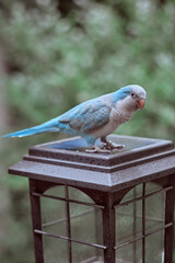 Beautiful Adorable Blue Quaker Parrot posing, eating green leaves outdoors summer blooming trees colorful artistic photography for fine art prints