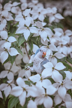 Beautiful Adorable Blue Quaker Parrot posing, eating green leaves outdoors summer blooming trees colorful artistic photography for fine art prints