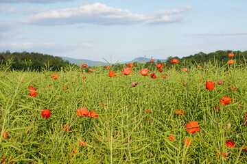 Poppies, meadow, polish fields, Lower silesia, summer 2022 Maki i habry na polu, dolnyslask, lato 2022