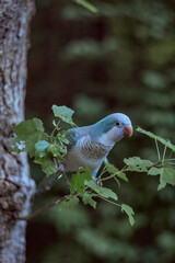Beautiful Adorable Blue Quaker Parrot posing, eating green leaves outdoors summer blooming trees colorful artistic photography for fine art prints