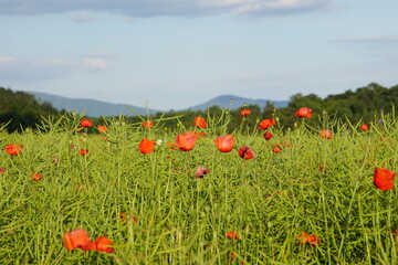 Poppies, meadow, polish fields, Lower silesia, summer 2022 Maki i habry na polu, dolnyslask, lato 2022 © Paulina