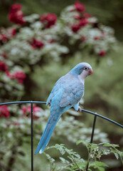 Beautiful Adorable Blue Quaker Parrot posing, eating green leaves outdoors summer blooming trees colorful artistic photography for fine art prints