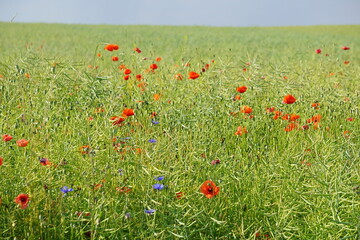 Poppies, meadow, polish fields, Lower silesia, summer 2022 Maki i habry na polu, dolnyslask, lato...