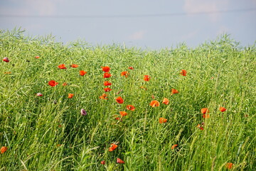 Poppies, meadow, polish fields, Lower silesia, summer 2022 Maki i habry na polu, dolnyslask, lato 2022 © Paulina