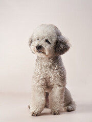 silver toy poodle on a beige background. curly dog in photo studio. Maltese, maltipoo