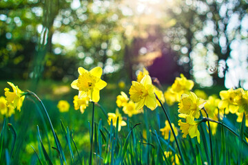 easter bell, daffodil on a green meadow. Seasonal flower with yellow blossom.