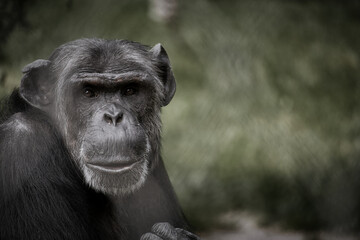 chimpanzee sitting with direct eye contact. Big monkey. Great ape. © Martin