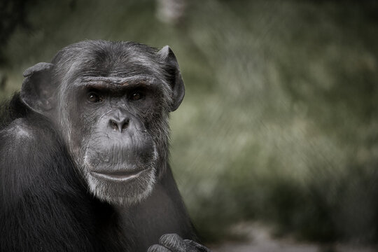 chimpanzee sitting with direct eye contact. Big monkey. Great ape.