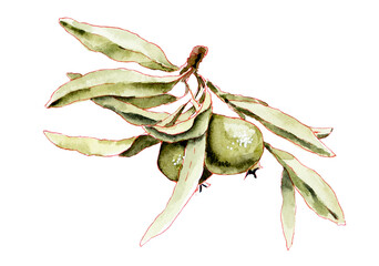 Sprig of pears. Autumn motive. Watercolor hand drawn illustration