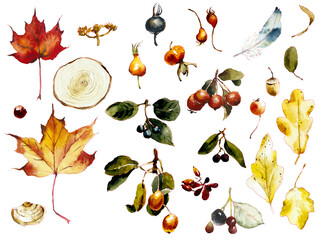 Autumn leaves and fruits. Fall cliparts. Watercolor hand drawn illustration