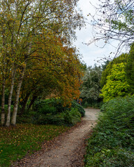 Fototapeta na wymiar path in the woods in autumn