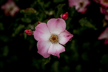 pink dog rose flower