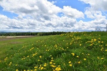 A field in bloom in spring, Sainte-Apolline, Québec, Canada
