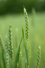 Several spikelets of green wheat close-up